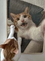 Custom cat scratcher mat featuring a personalized pet photo design for interactive cat play and home decor.