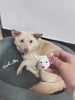 custom pet portrait, pet memorial gift, handmade dog fridge magnet, pet keepsake, personalized pet gift, dog lover gift, cat memorial gift, plaster pet sculpture, emotional pet gift, custom pet art